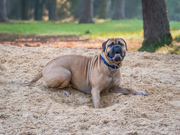 A mastiff resting in the sand pit