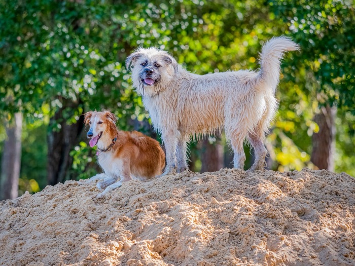 Two dogs playing in the sand