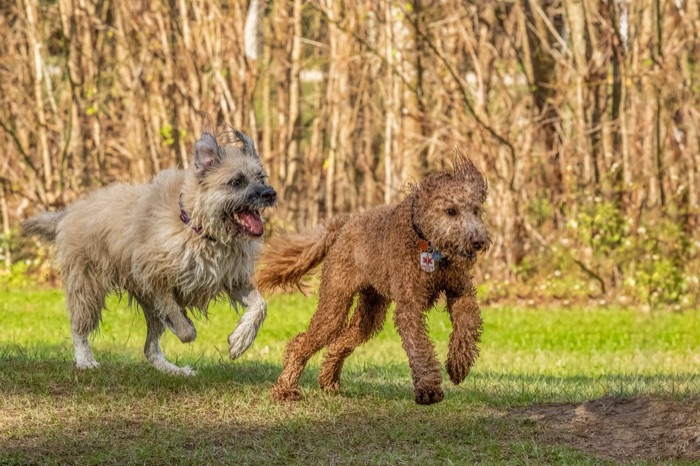 Two dogs running across the grass