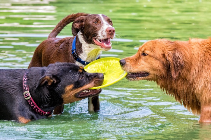 Three dogs sharing a frisbee in the pond